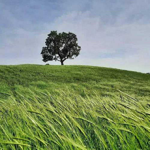 علیرضا زارع شراب غم را سر میکشم خدایا دلو دلو بنالم